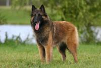 Столичным полицейским подарили четырех собак бельгийской овчарки Малинуа