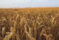 Украинское зерно выйдет на новые мировые рынки