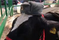 На российской ярмарке домашний скот вырядили в форму советских солдат (видео)