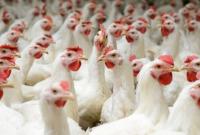 Украина вошла в ТОП стран с самым высоким уровнем потребления курятины