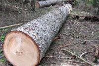 ГБР сообщило о подозрении лесничему и мастерам леса, которые нанесли ущерб на сумму около 7 млн грн