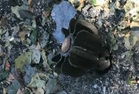 На Донбасі піротехніки за тиждень знешкодили майже 400 мін
