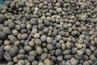 В Украине резко подорожал картофель из-за нерегулярности поставок
