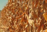 В восьми областях Украины начали сбор кукурузы