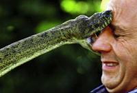 В Україні зафіксовано десятки укусів змій