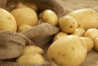 Стало відомо, коли на українців чекає дефіцит картоплі