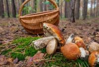 Начинается сезон грибов: как избежать отравления
