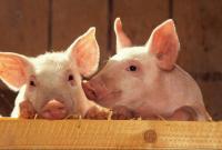 Американські дослідники навчили свиней грати джойстиком у відеоігри