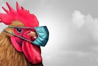 Зафіксовано перший в світі випадок інфікування людей пташиним грипом