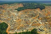 В мире за 13 лет вырубили более 43 млн гектаров тропических лесов