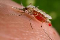 Тропическую малярию зафиксировали в Харьковской области