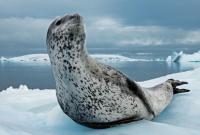Украинские полярники отправятся исследовать тюленей-крабоедов
