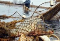 Для браконьеров-рыбаков собираются значительно повысить штрафы