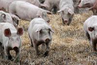 Жители трех черкасских сел страдают от диких свиней