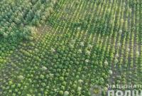 В Херсонской области обнаружили рекордный посев конопли стоимостью более 300 мле гривен
