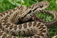 В Украине за полгода от укусов змей пострадали 30 человек