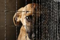 С начала года в Украине зафиксировано более 150 случаев жестокого обращения с животными