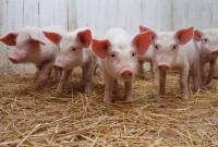 У Китаї новим штамом АЧС заражено понад тисячу свиноматок
